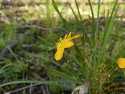 Image of grassy St. Johnswort