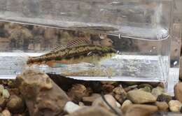 Image of Firebelly darter