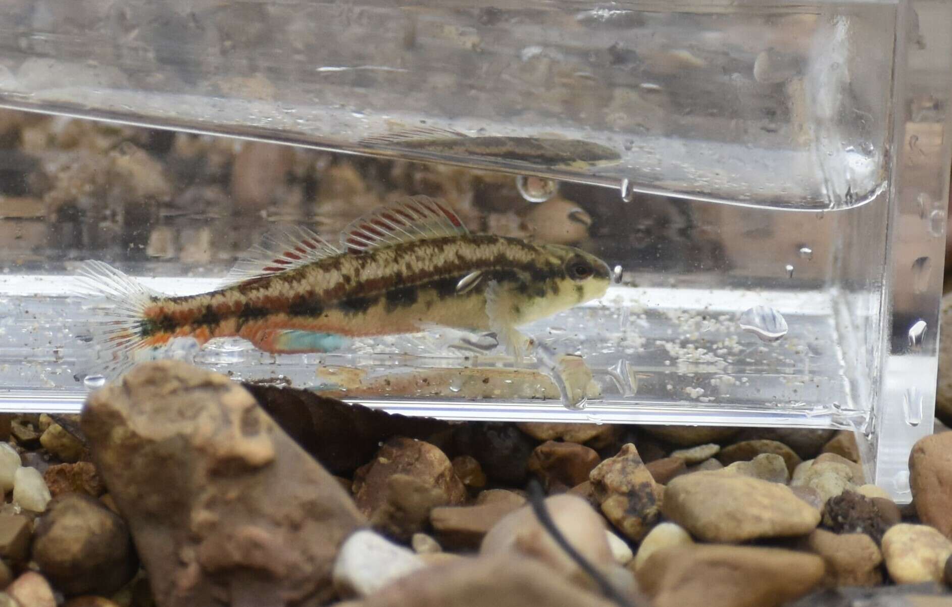 Plancia ëd Etheostoma pyrrhogaster Bailey & Etnier 1988