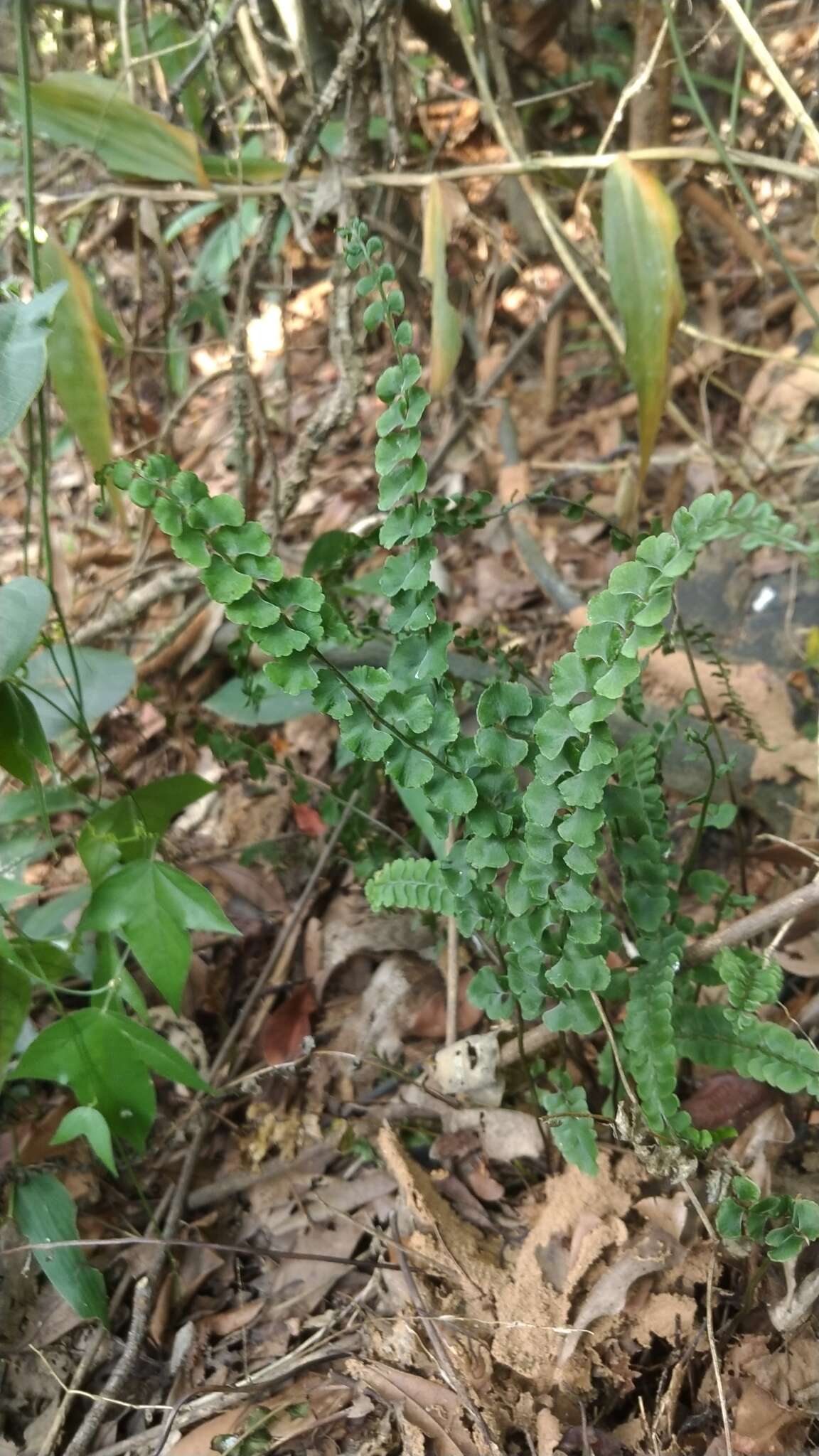Image of <i>Lindsaea <i>orbiculata</i></i> var. orbiculata