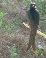 Image of Black Drongo