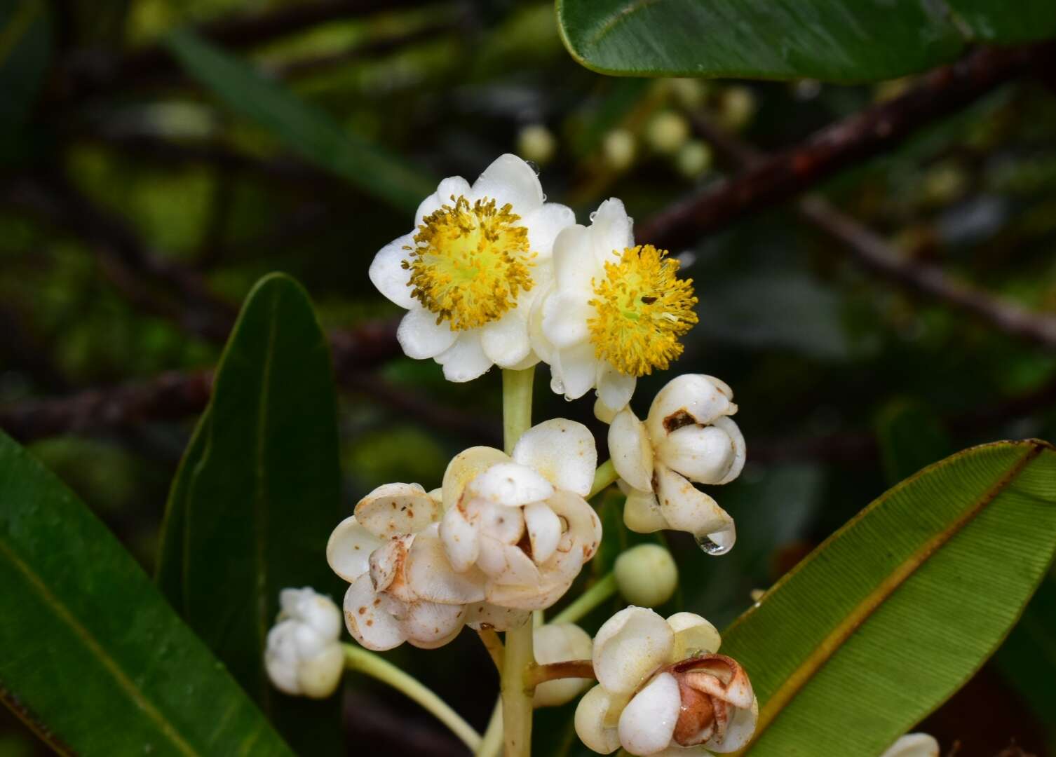 Image of Calophyllum caledonicum Vieill. ex Planch. & Triana