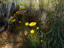 Image of Xerochrysum viscosum