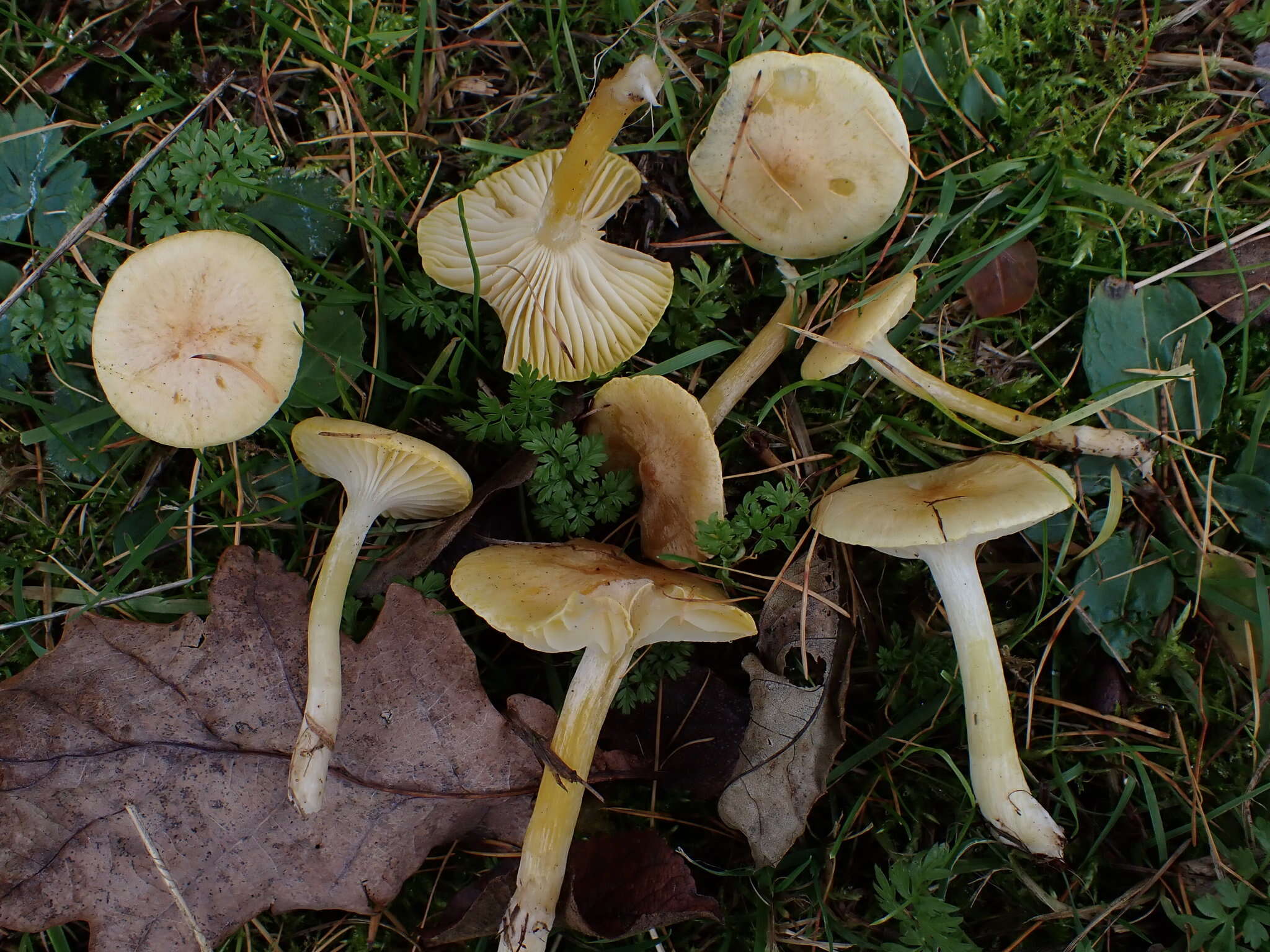 Image of Hygrophorus lucorum Kalchbr. 1874