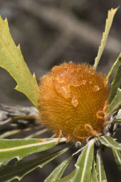 Image of Banksia laevigata Meissn.