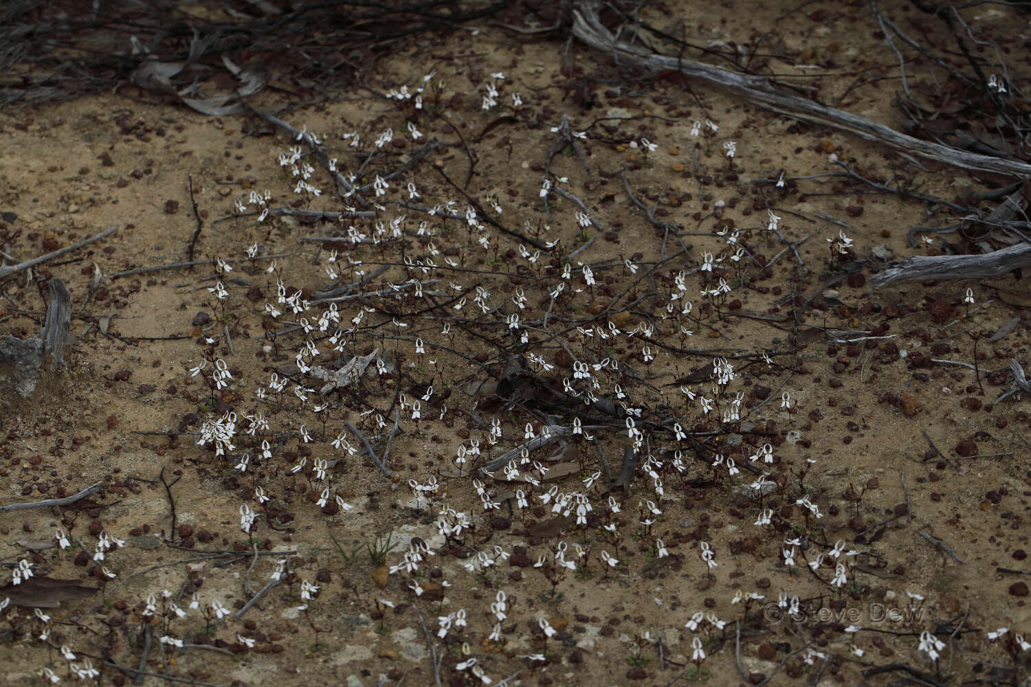 Image de Stylidium decipiens (Carlquist) Wege