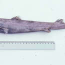 Image of Blurred Lanternshark