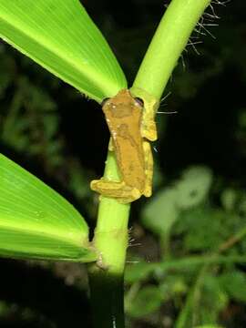 Sivun Dendropsophus brevifrons (Duellman & Crump 1974) kuva