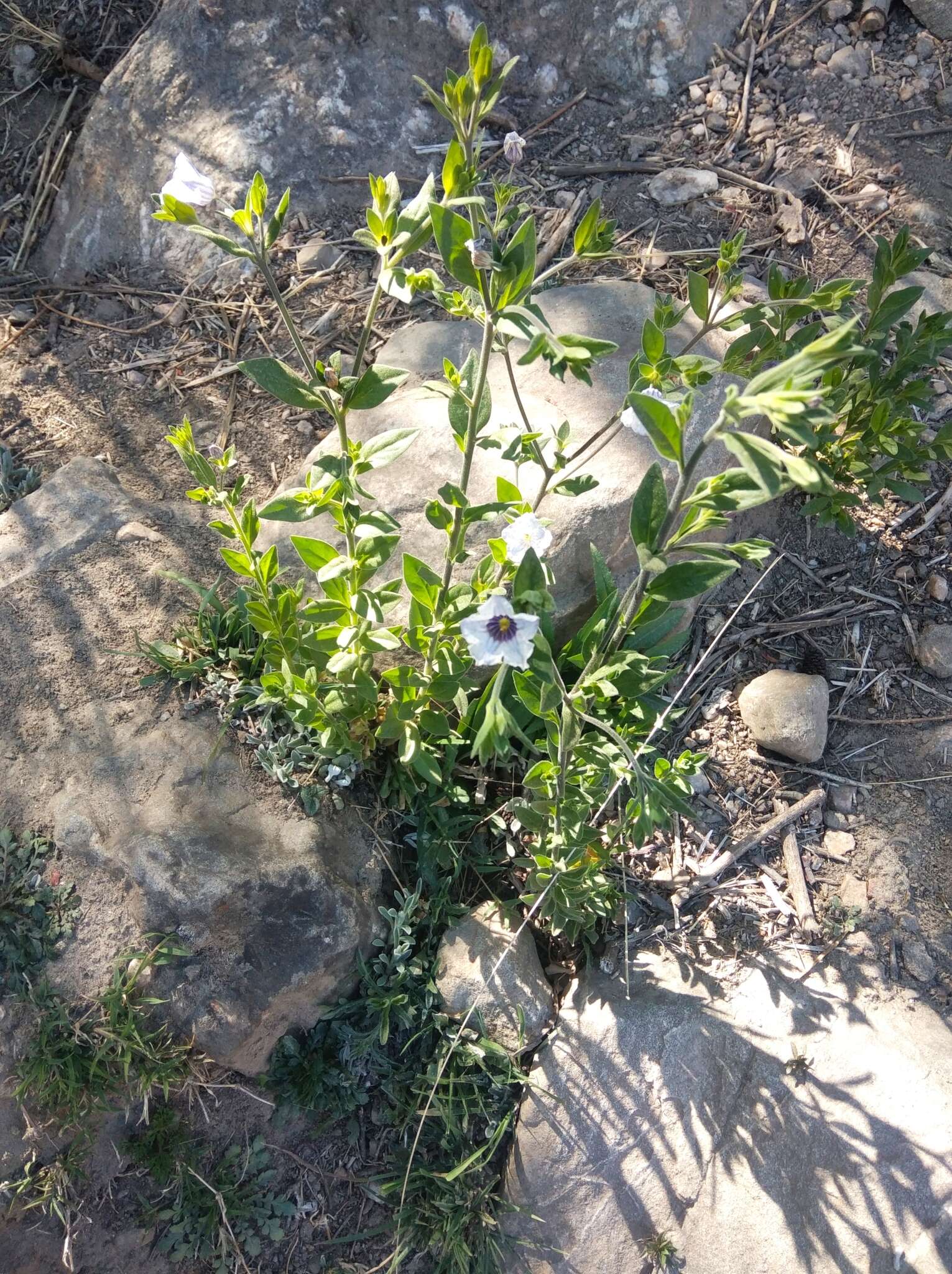 Image of Nierembergia browallioides Griseb.