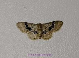 Image of Idaea muscifasciata Warren 1906