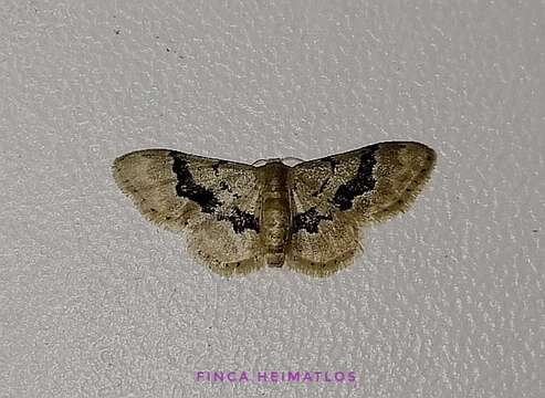 Image of Idaea muscifasciata Warren 1906