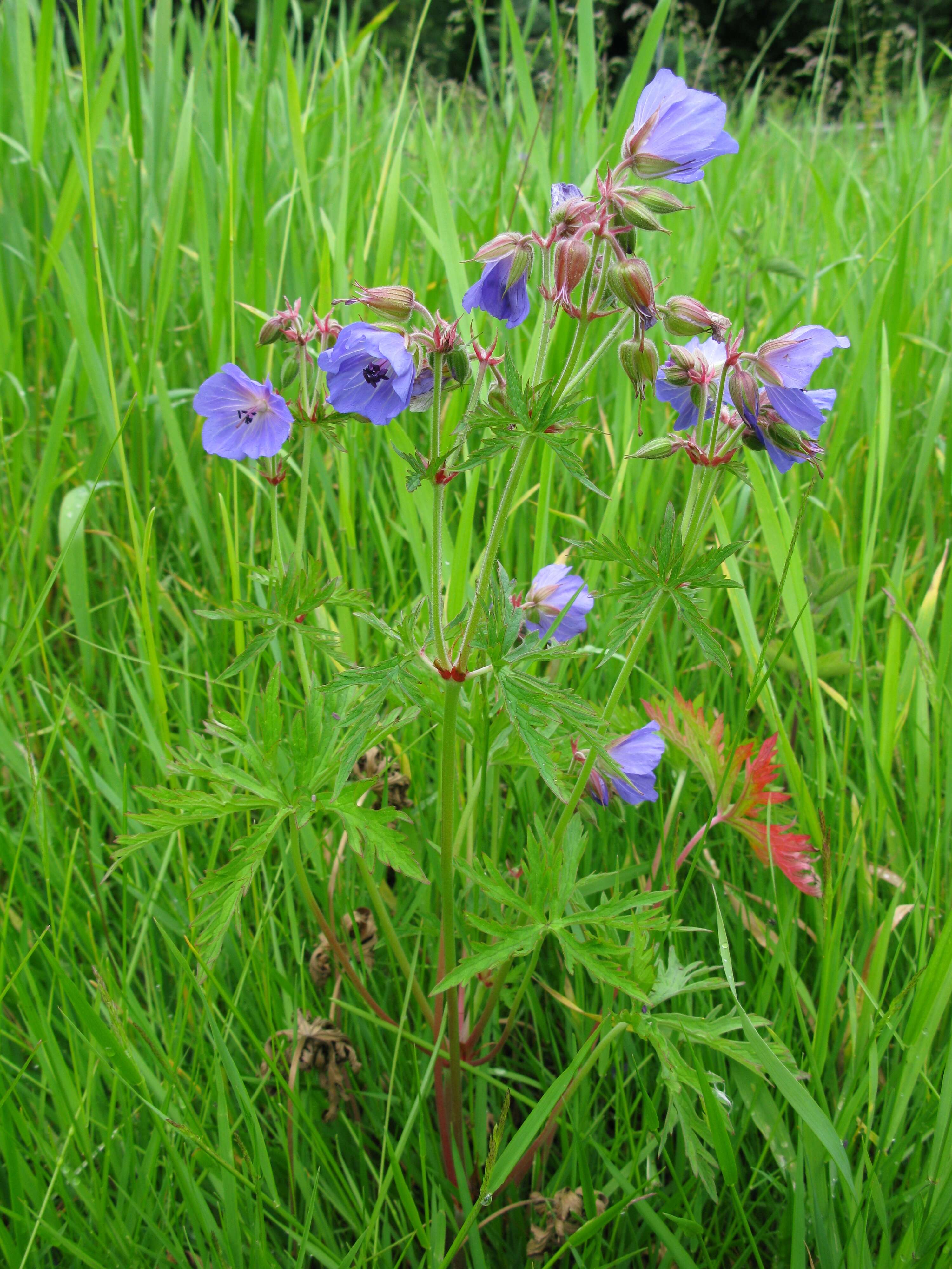 Image of Meadow Crane's-bill