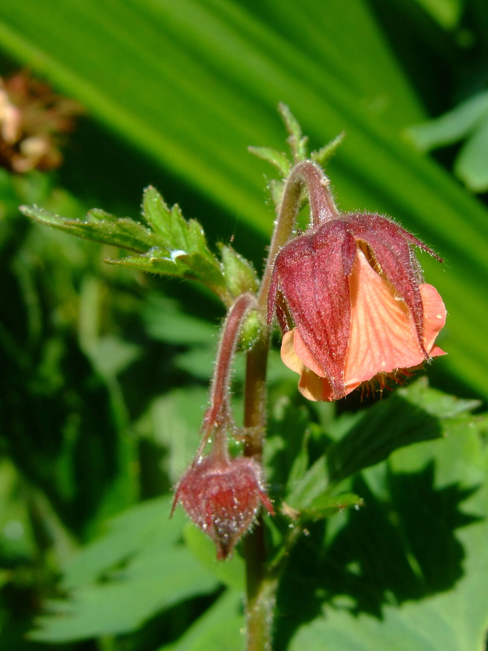 Image of Water Avens