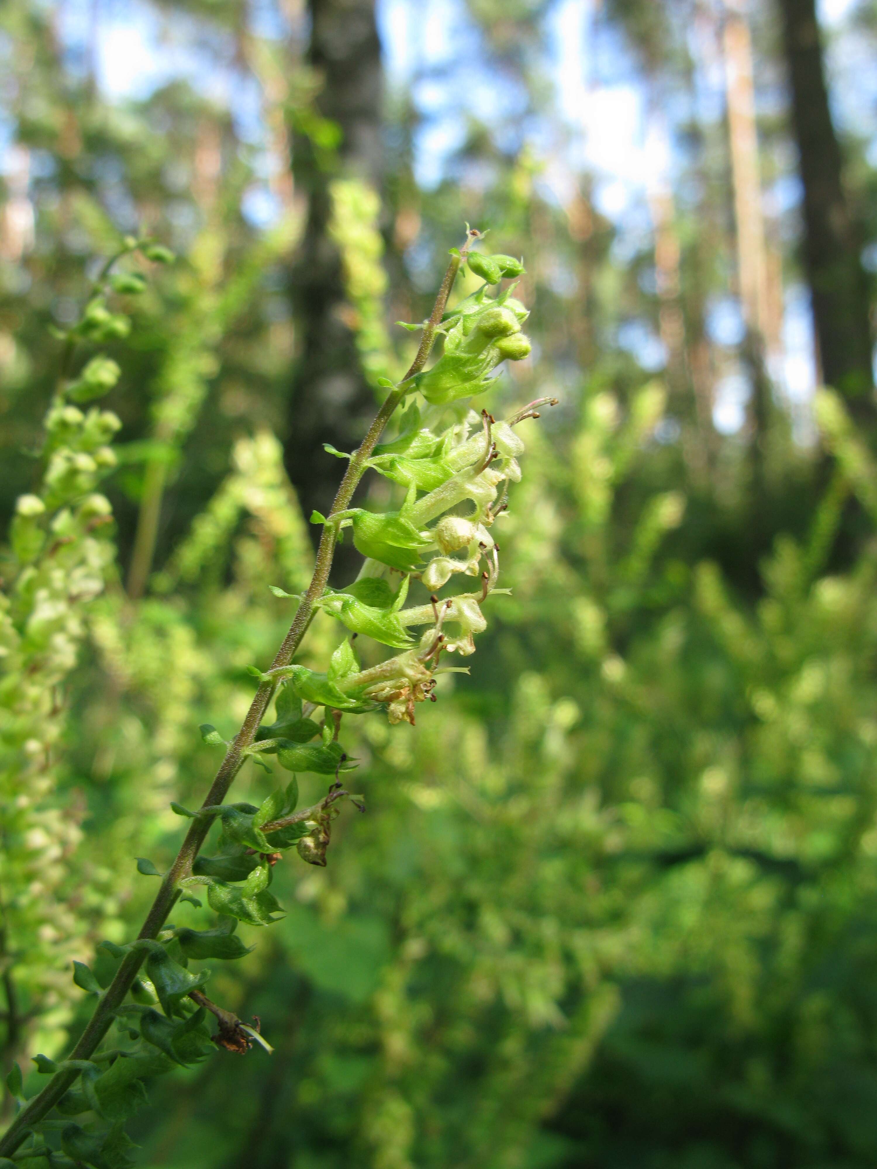 Слика од Teucrium scorodonia L.