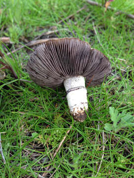 Image of Psilocybe coronilla (Bull.) Noordel. 1995