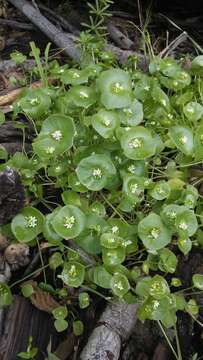 Image of miner's lettuce