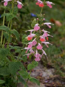 Imagem de Salvia coccinea Buc'hoz ex Etl.