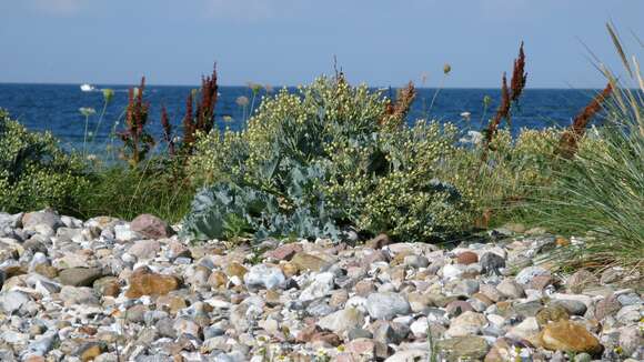 Image of sea kale