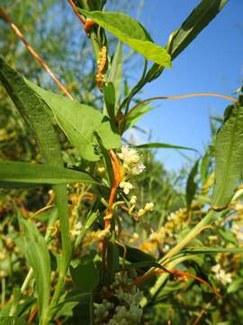 Image of scaldweed