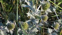 Eryngium maritimum L. resmi