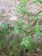 Image of Narrow-Leaf Paleseed