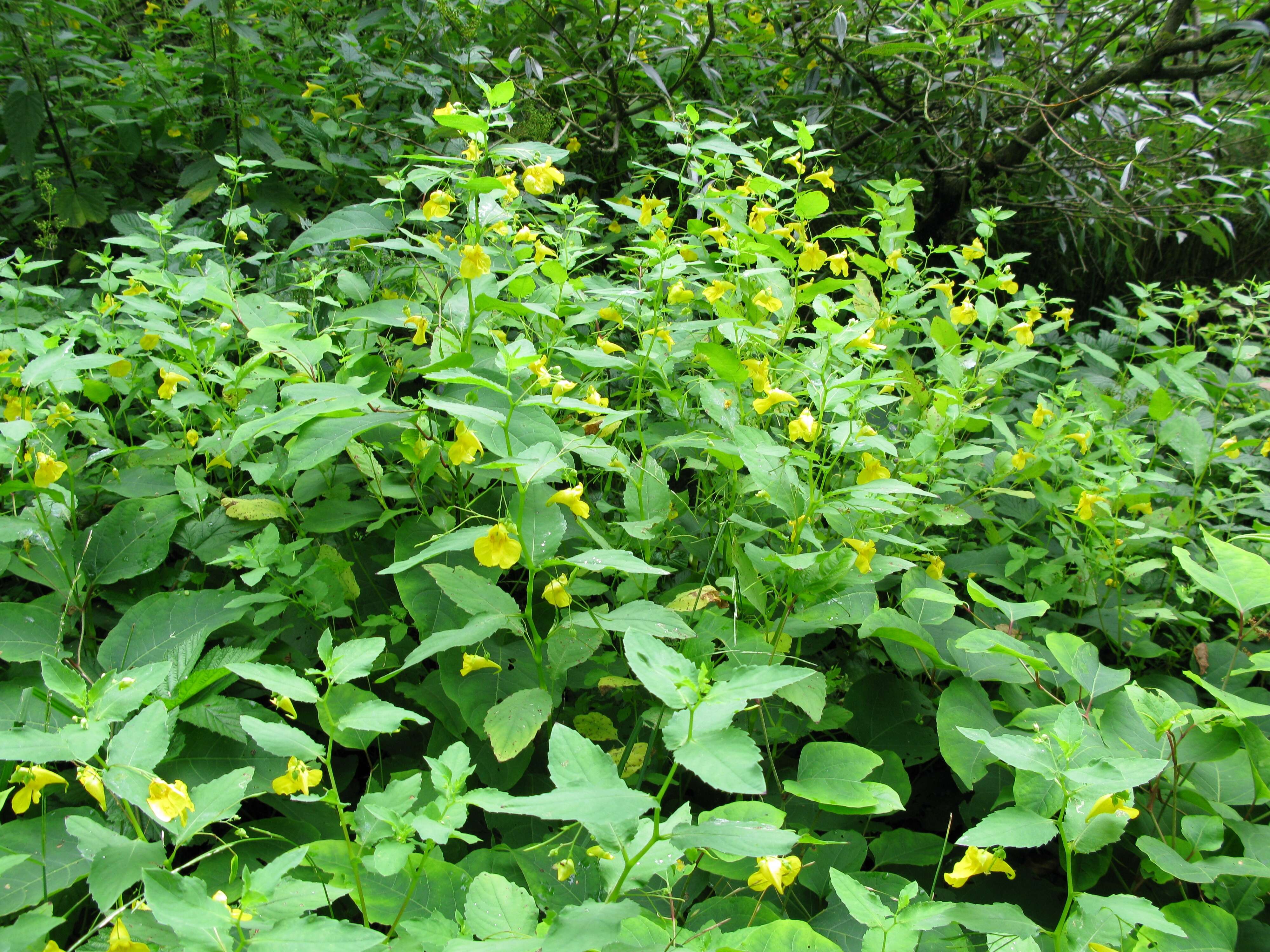 Image of Jewelweed