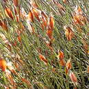 صورة Willdenowia teres Thunb.