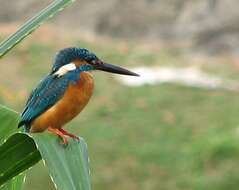 Image of Common Kingfisher