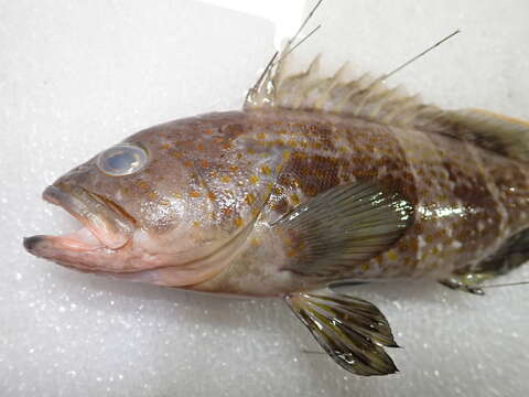 Image of Banded Grouper