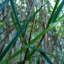 Image of Razor-Grass