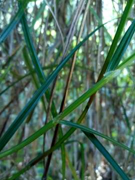 Image of Razor-Grass