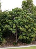 Image of parasol leaf tree