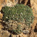 Image of Oldenburgia intermedia P. Bond