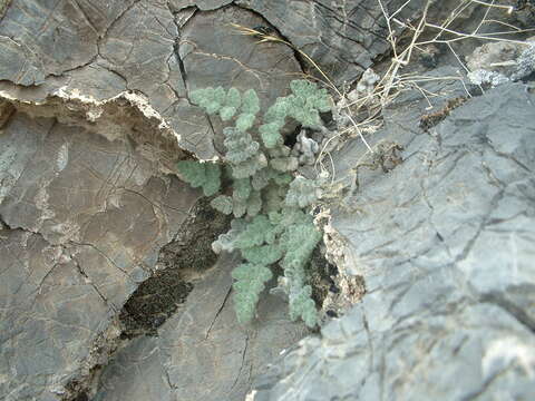 Image of Parry's lipfern