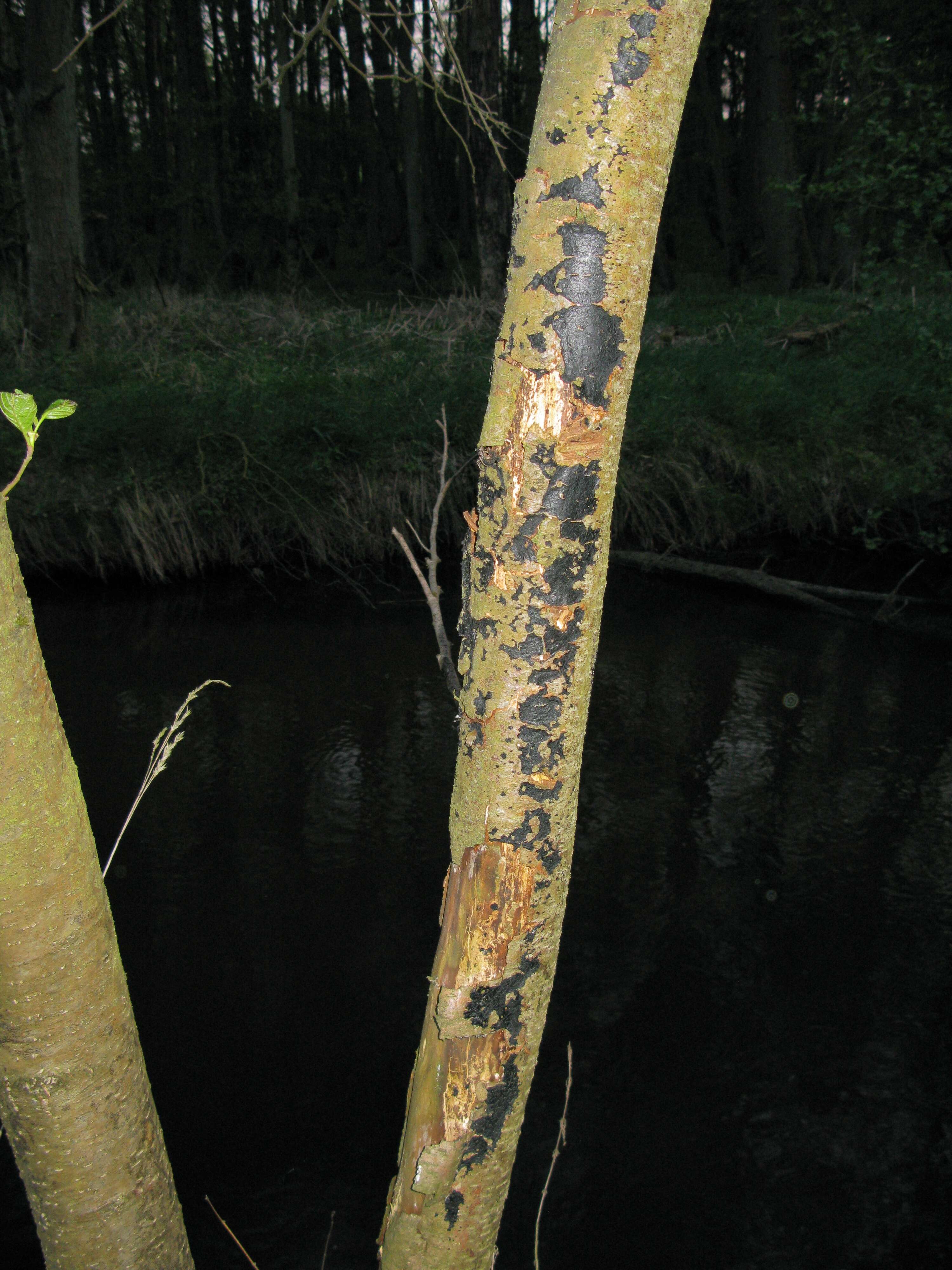 Image of Phytophthora alni