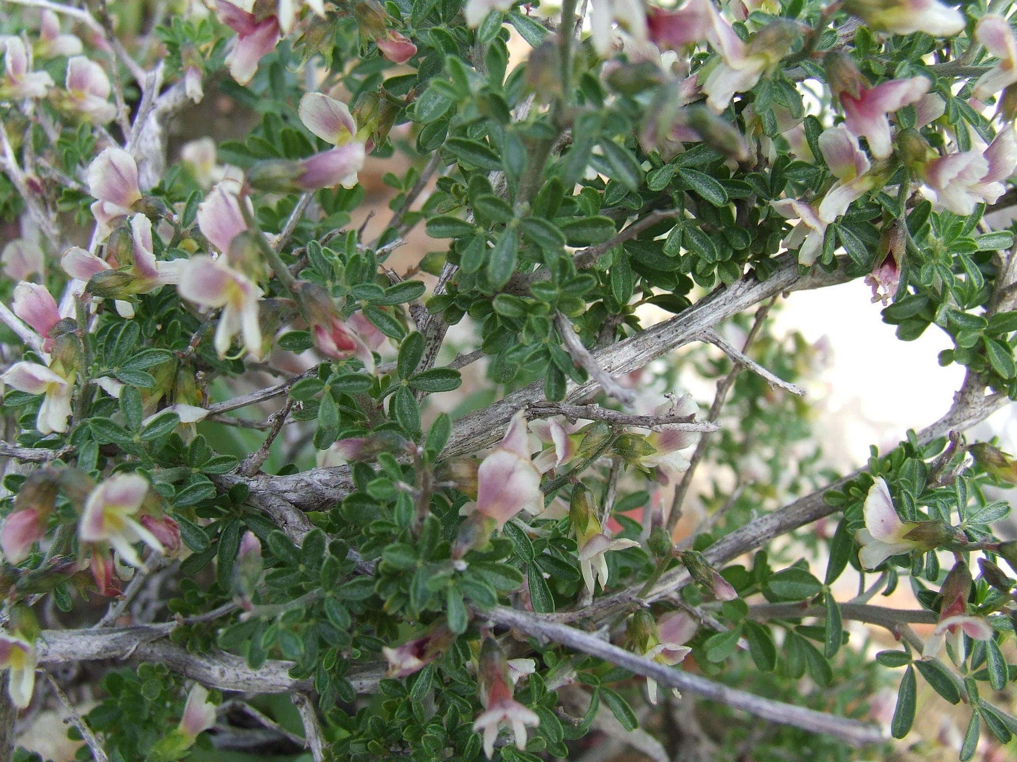 Image of Wiborgiella dahlgrenii