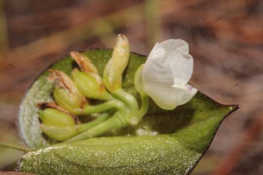 Image of Commelina nivea López-Ferr., Espejo & Ceja