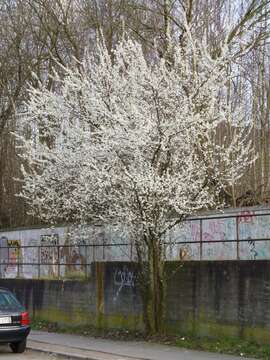 Image of Cherry Plum