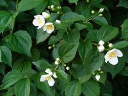 Image of sweet mock orange