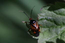 Image of red capsid bug