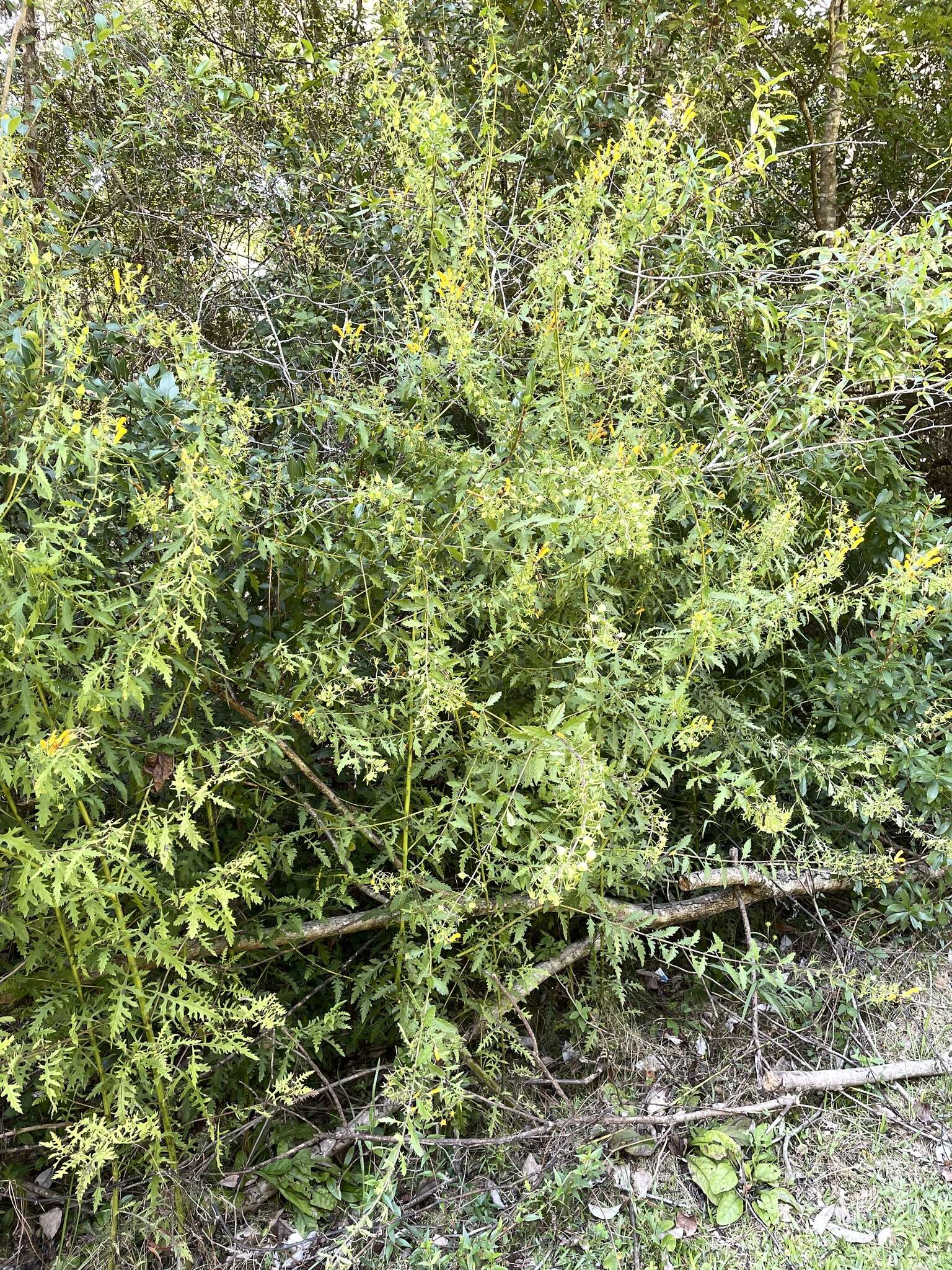 Image de Macranthera flammea (Bartr.) Pennell