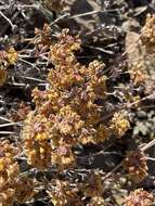 Image of Munz's buckwheat