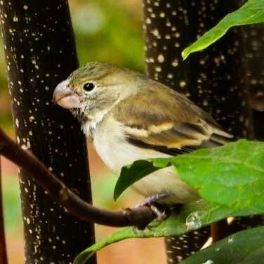 Image of Parrot-billed Seedeater