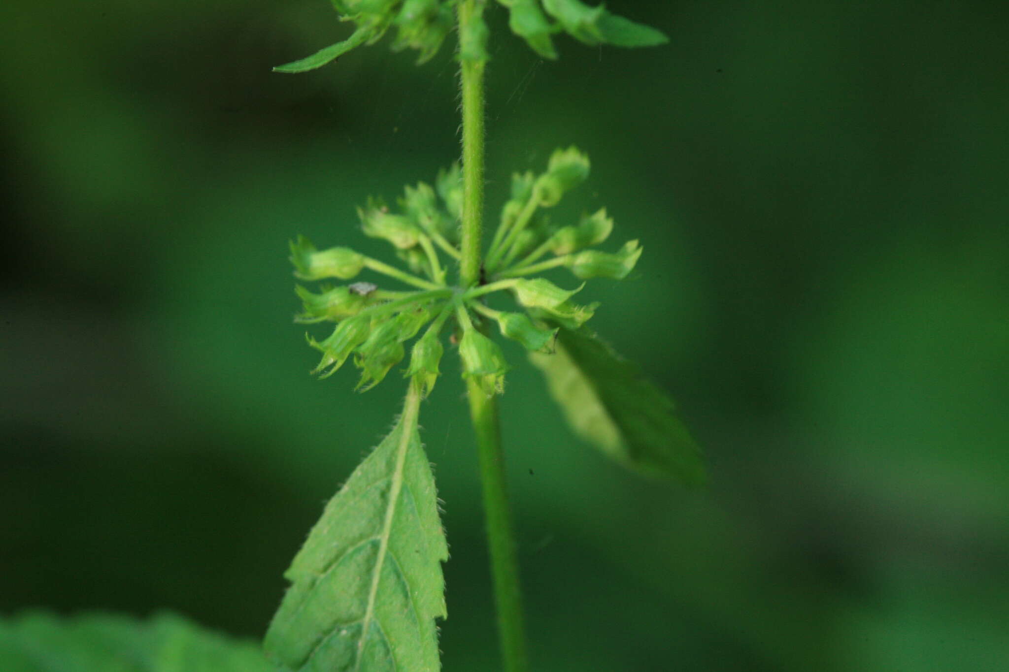 Clinopodium micranthum var. sachalinense (F. Schmidt) T. Yamaz. & Murata resmi