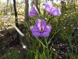 Слика од Thysanotus tuberosus R. Br.