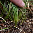 Plancia ëd Xerophyllum asphodeloides (L.) Nutt.