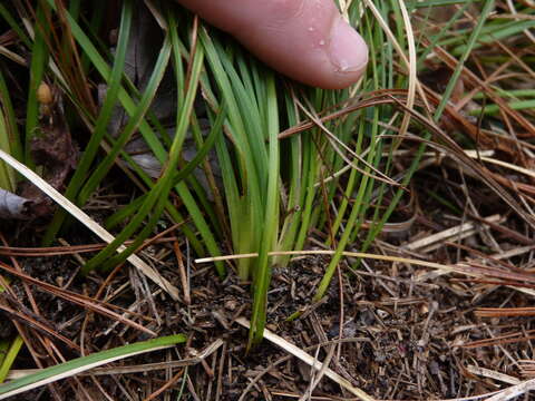 Image de Xerophyllum asphodeloides (L.) Nutt.