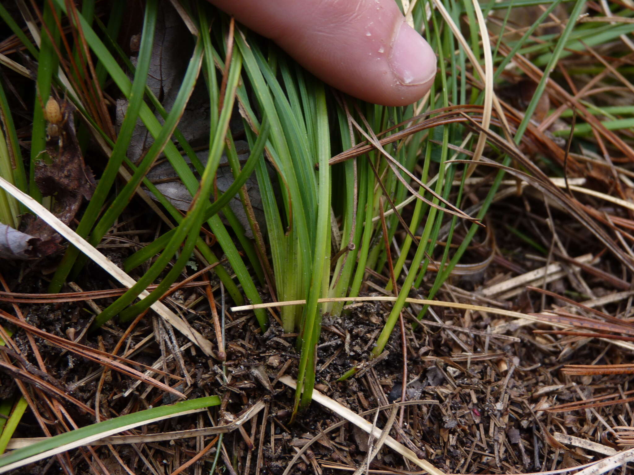 Plancia ëd Xerophyllum asphodeloides (L.) Nutt.