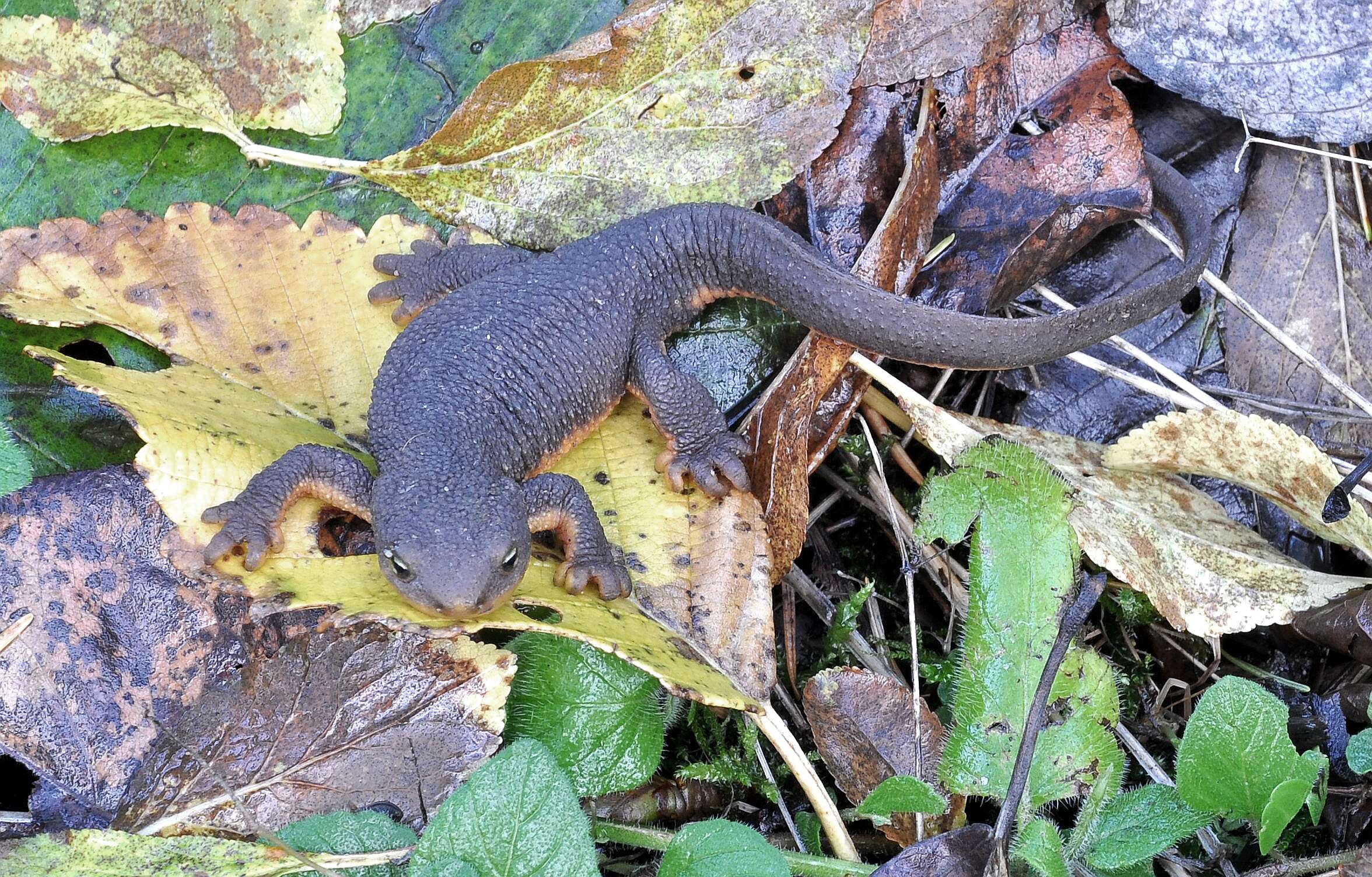 Image of Rough-skinned Newt