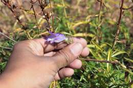 Penstemon leonensis Straw的圖片